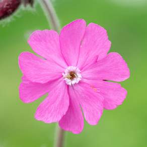 Silene dioica