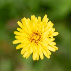Taraxacum sp.