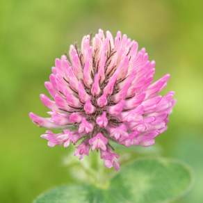 Trifolium pratense