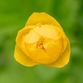 Trollius europaeus