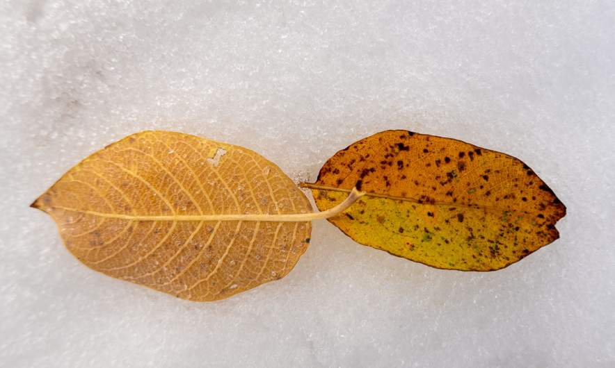 Leaves and snow