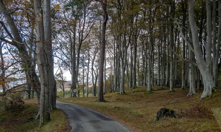 Beech forest