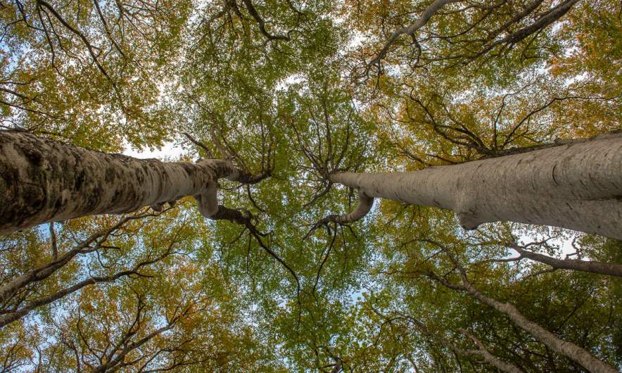 Crown shyness