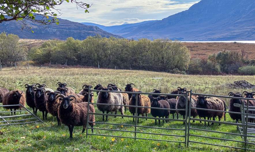 Curious sheep in Badrallach