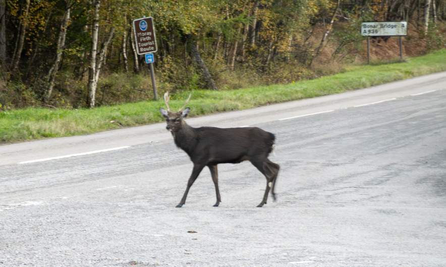 Deer crossing