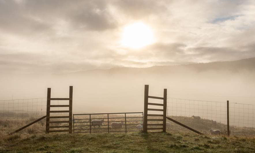 Fog in the farmlands