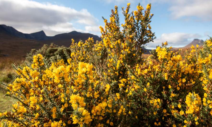 Gorse in the Scottish Highlands