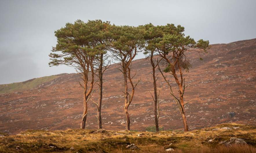 Group of trees near Culduie