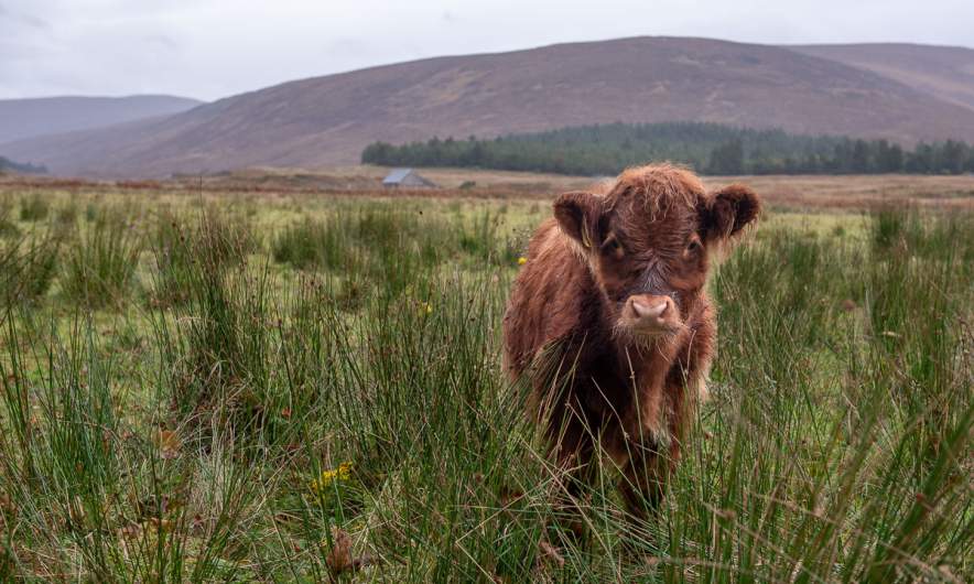 Highland cattle – junior position