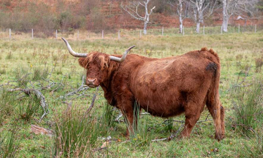 Highland cattle – senior position