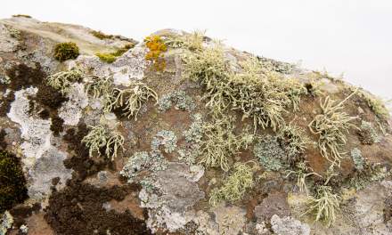 Lichens on one of the standing stones