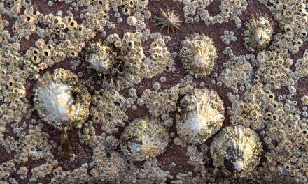 Limpets and barnacles on a rock