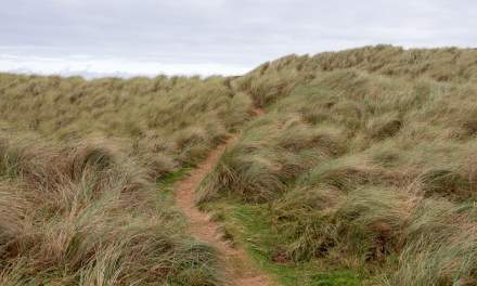 Path through the dunes