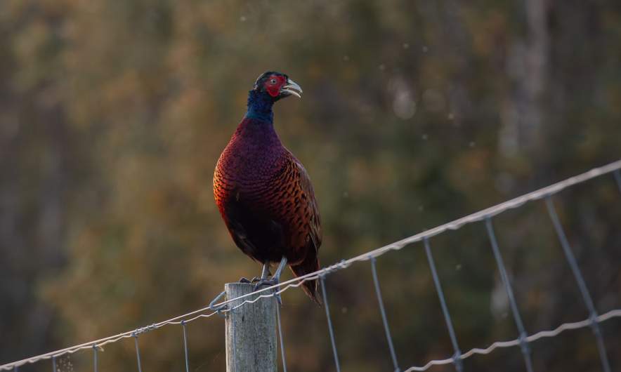 Pheasant on the fence