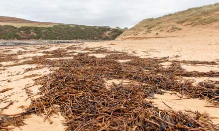 Rotting kelp