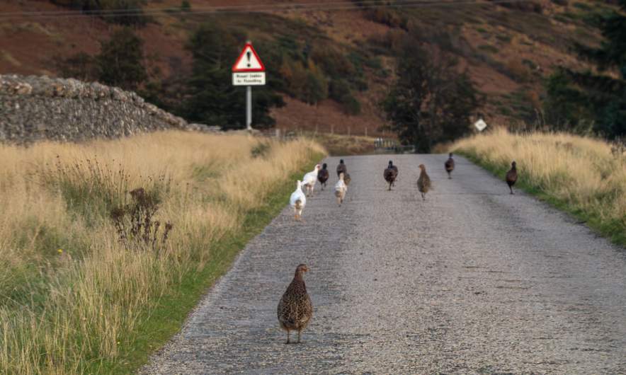 Shooing the pheasants