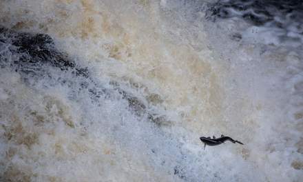 Small salmon – big waterfall