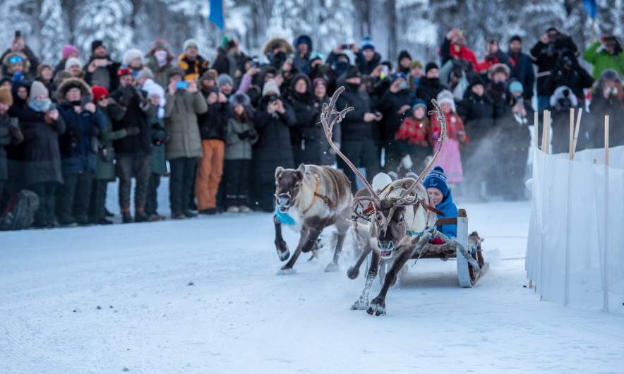 Reindeer race I