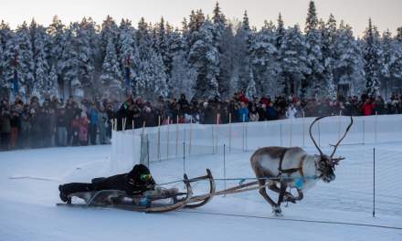 Reindeer race II