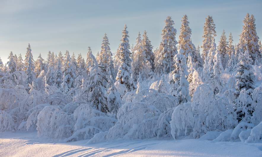 Snowy trees by the road E45 I