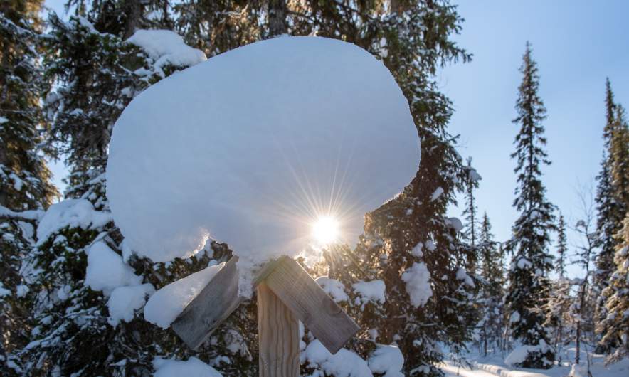 Beside the trail III