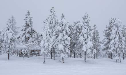 Cross-country ski trail in Hetta II