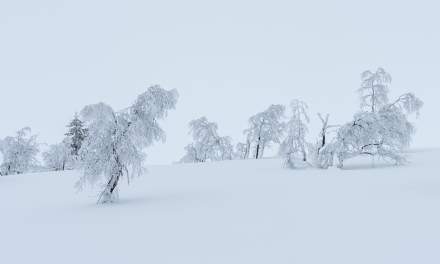 Frozen trees I