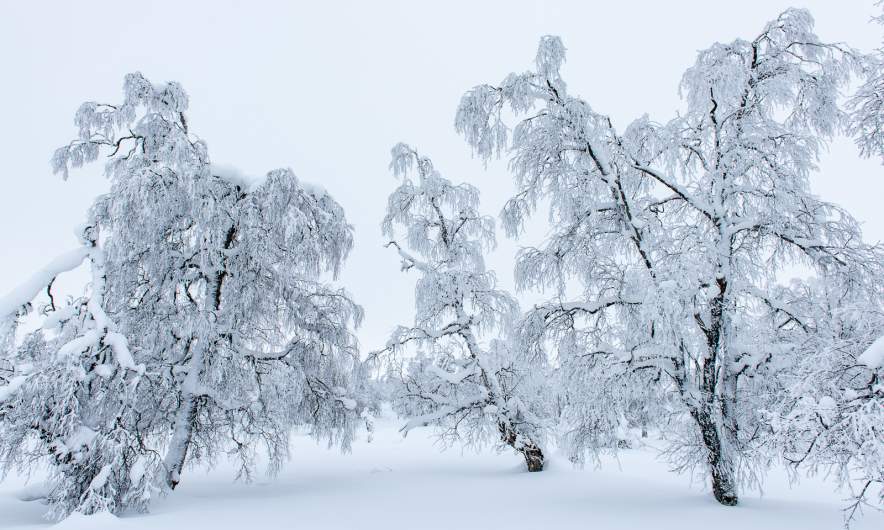 Frozen trees II