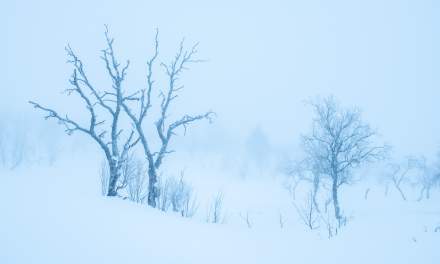 Foggy morning in Sioskuru II