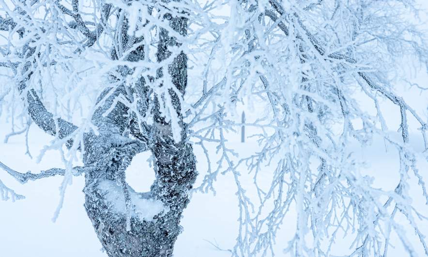 Foggy morning in Sioskuru IV