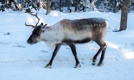 Reindeer in Obbola III