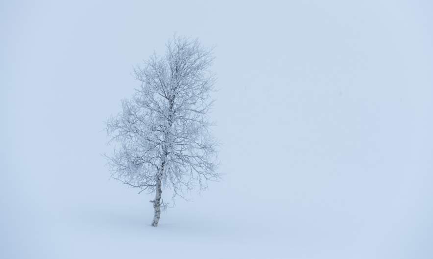 Frozen tree in the fog II