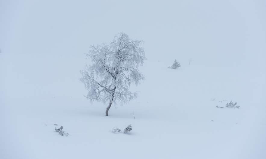 Frozen tree in the fog III