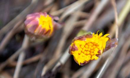 The first Tussilago 2026