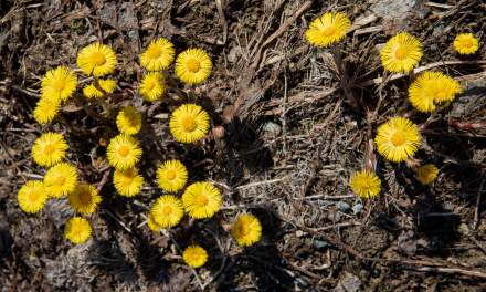 Some of the thousands of tussilago