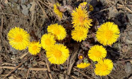 Tussilago in Tromsø