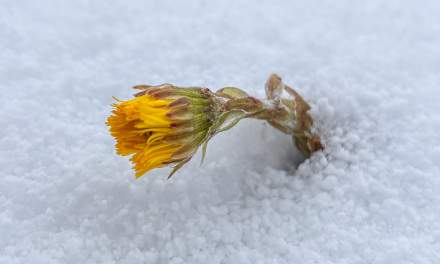 Tussilago in the snow