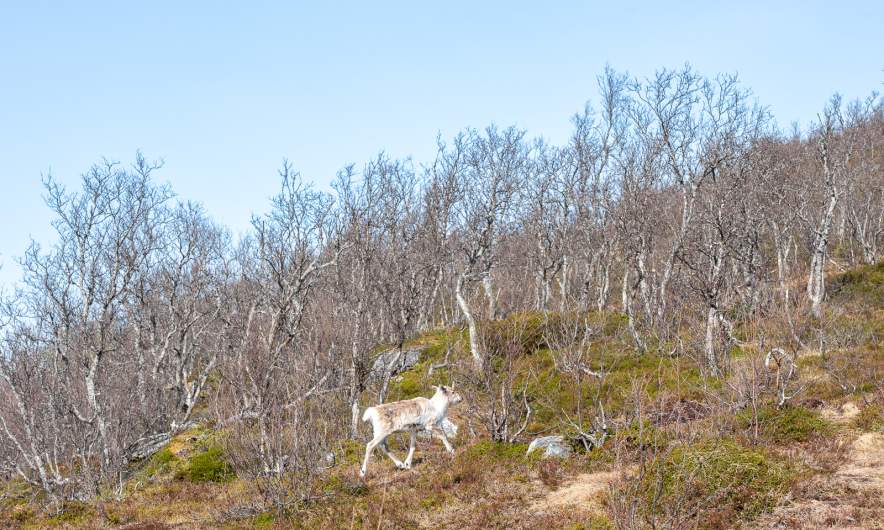 A reindeer passes by