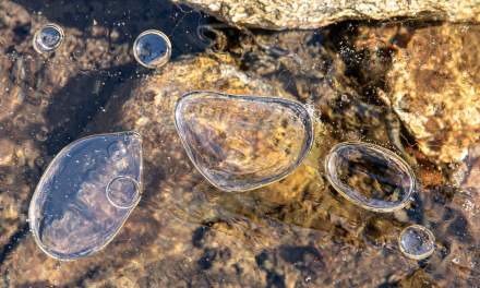 Air bubbles under the ice