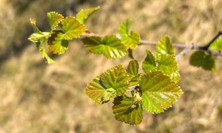 Birch leaves