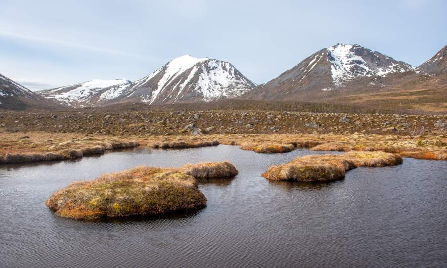 Bog walk I