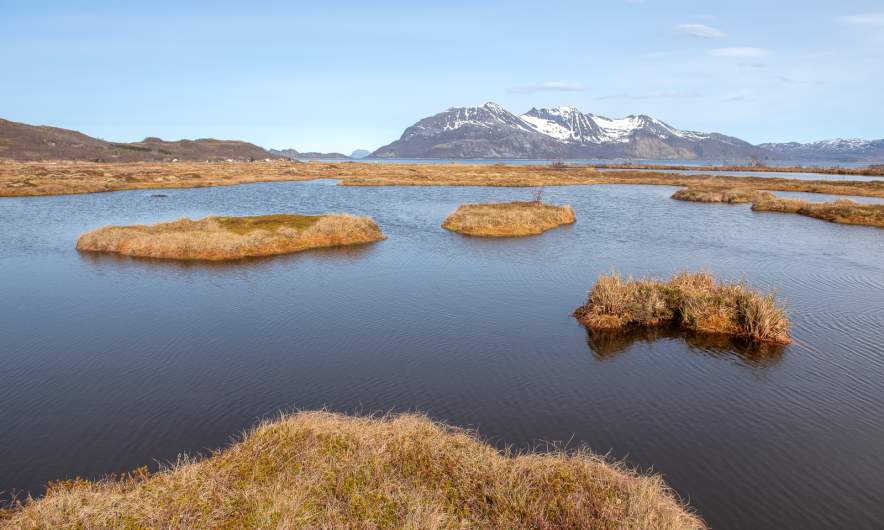 Bog walk II