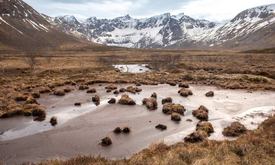 Bog walk III