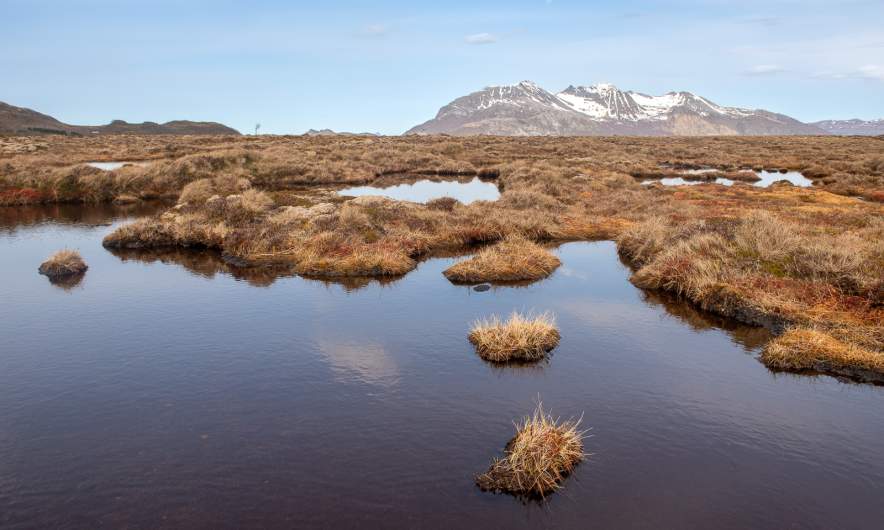 Bog walk IV