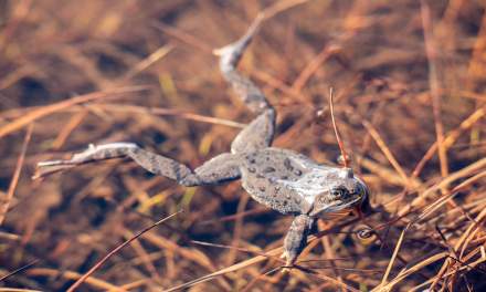 Common frog (Rana temporaria)
