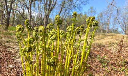 Fiddleheads