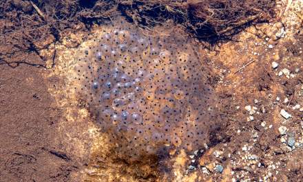 Frogspawn