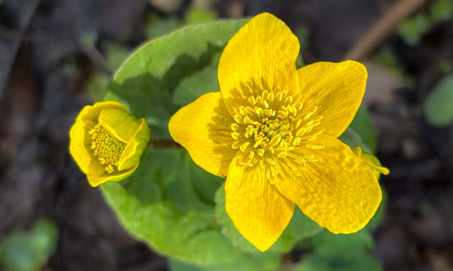 Marsh-marigold I