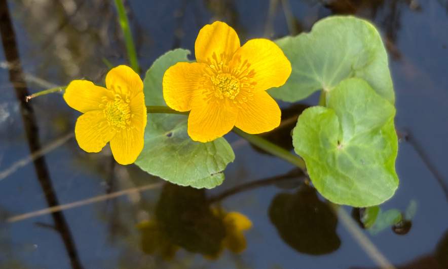 Marsh-marigold II