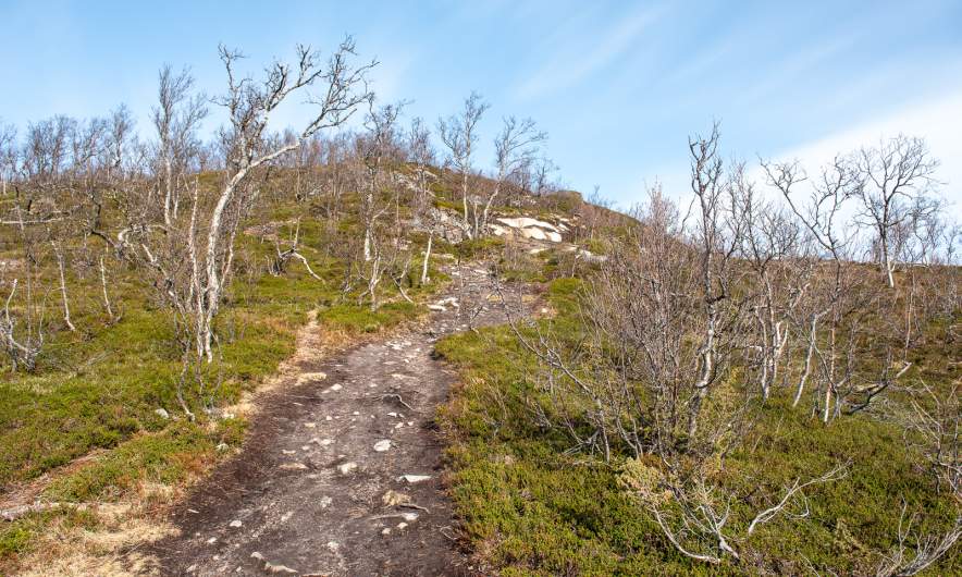 Open birch forest